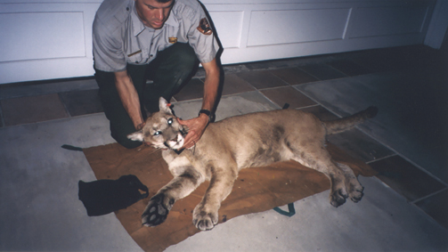 U.S. National Parks Biological Science Technician Jeff Sikich draws blood and replaces the GPS collar on P10, an 18-month-old mountain lion that was discovered in Marquez Knolls on May 19. He was later released unharmed into the local mountains. Photo: Bill Fado